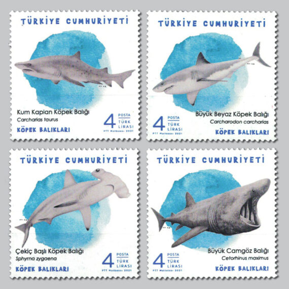 2021 Köpekbalıkları Pulları